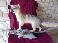 Taxidermy Fox Mounted on Wood