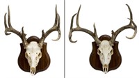 (2) LARGE DEER ANTLER & SKULL TROPHY MOUNTS