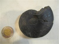 Conch Fossile Ammonite noire