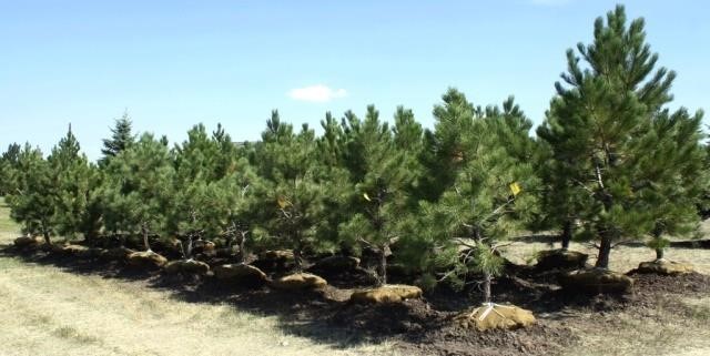 Picture #2 of 39 Ponderosa Pine Trees