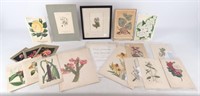 Collection Of 19th c. Botanical Prints