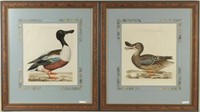 C. Nozeman, Birds of Holland,  Pair Engravings