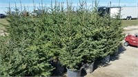 4 ft to 5 ft potted White Spruce Trees