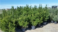 4ft to 5 ft potted Lodgepole Pine Trees