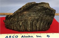 Large fossilized mammoth tooth, approx. 9" x 6" x