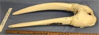 Walrus head mount, overall length 30", tusks at 27