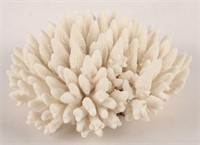 FINGER CORAL SPECIMEN FROM THE PHILIPPINES