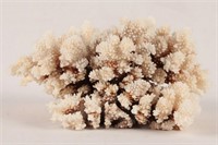 BROWN STEM CORAL SPECIMEN FROM THE PHILIPPINES