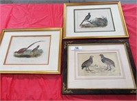 3- 1856 Stone Litho Hand Colored Bird Prints