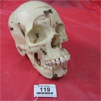 Medical Study Human Skull with Hinged Cut Aways