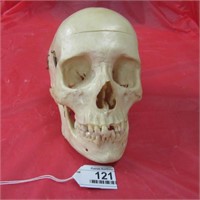 Medical Study Hinged Human Skull