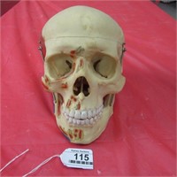 Medical Study faux Human Skull