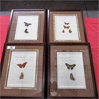 4 Circa 1770 Engravings of Butterfly Studies