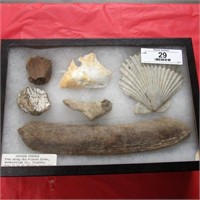 Riker Box of Fossils mostly reclaimed from VA