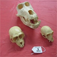 Medical Study- 3 Skulls, Baboon & 2 Monkey