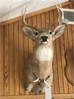 Shoulder Mounted White Tail