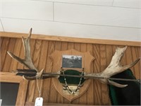Moose Antlers & Display Plaque