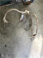 Caribou Antlers & Skull Plate
