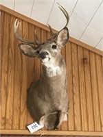 Shoulder Mounted White Tail