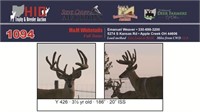 Y 426 Trophy Buck