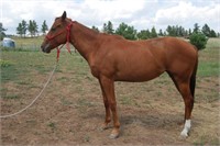 Two Year Old Quarter Horse Filly "Dani"