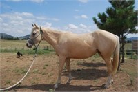 Two Year Old Quarter Horse Filly "Josie"