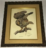 LONG-EARED OWL GRAY 94/400 (ASIO OUUS WILSONIANUS)