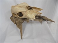 Cow skull on wood stand