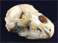 Alaskan Trophy Kodiak Brown Bear Skull