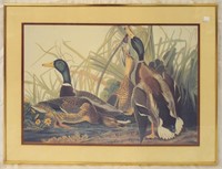 Framed Print, Mallard Duck