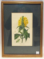 Hand Colored Botanical Engraving