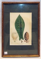 Hand Colored Botanical Engraving