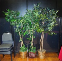 3 Fichus Trees In Baskets