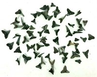 (50+) Collection of Shark Teeth