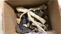 Box of antlers, horn, fossils, other dug bones