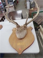 Mounted Elk Rack