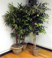 Lot Of 3 Tall Fichus Trees