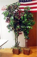 Lot Of 2 Tall Fichus Trees