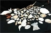 Sea Shells, Driftwood & Garden Snail S3F