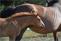 2017 Solomon Farm Riding Horses and Foals