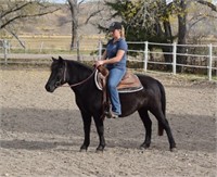 2017 Solomon Farm Riding Horses and Foals