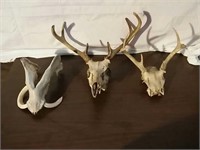 Wild Boar's Jaw bone with Tusk, and  Deer Skulls