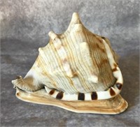 Brown King Helmut Conch Shell