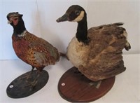 Taxidermy goose and pheasant. Both show age.