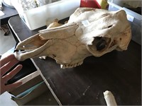 Cow Skull and Other Bones