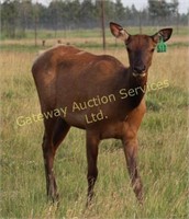 2017 Elk Trophy Bull & Breeding Stock Auction