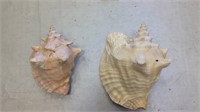 (2) Conch Shells