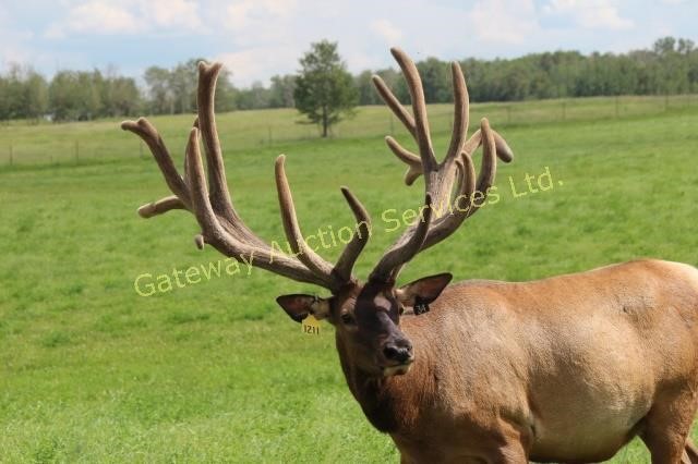 2017 Elk Trophy Bull & Breeding Stock Auction