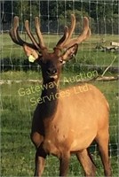 2017 Elk Trophy Bull & Breeding Stock Auction