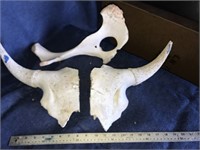 Cow Horns/Bones